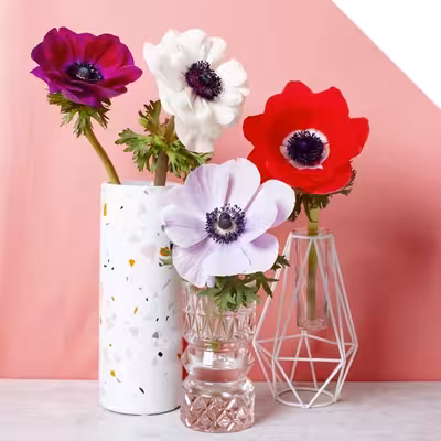 قالب فوندانت بهگز مدل گل شقایق مجموعه 3 عددی