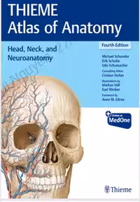 THIEME Atlas of Anatomy : Head, Neck, and Neuroanatomy 4th Edition 2025