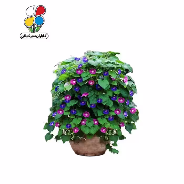 بذر گل نیلوفر پیچ بسته بندی کوچک
