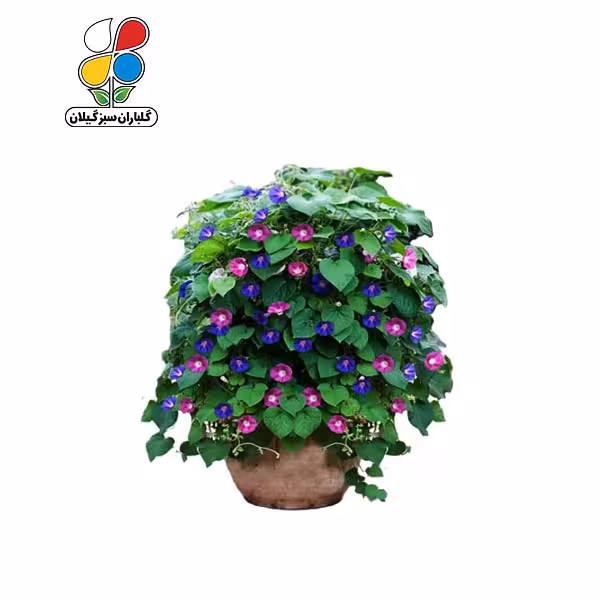بذر گل نیلوفر پیچ بسته بندی کوچک
