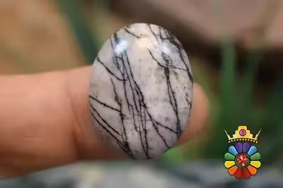 جاسپر گورخری (زبراجاسپر)