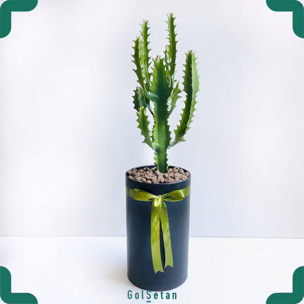 کاکتوس اره ای کد S83