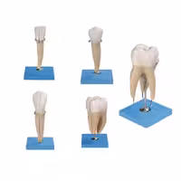 مولاژ دندان داندانپزشکی 5 عددی