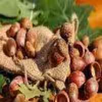 پوست میوه بلوط