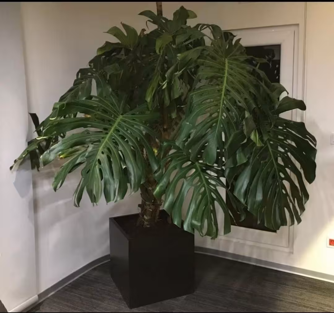 فلاور باکس مدل مکعب