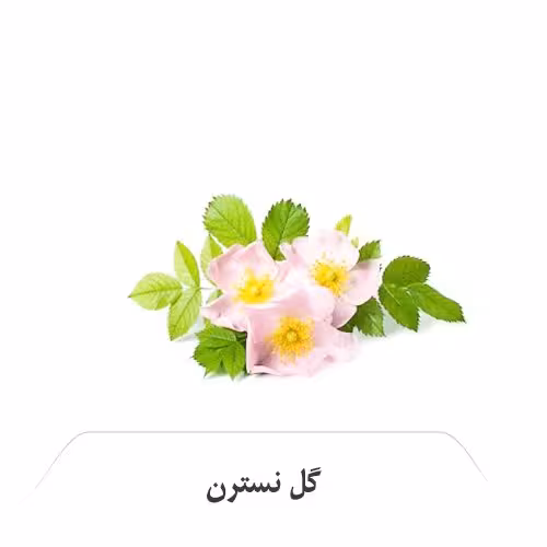 عرق نسترن
