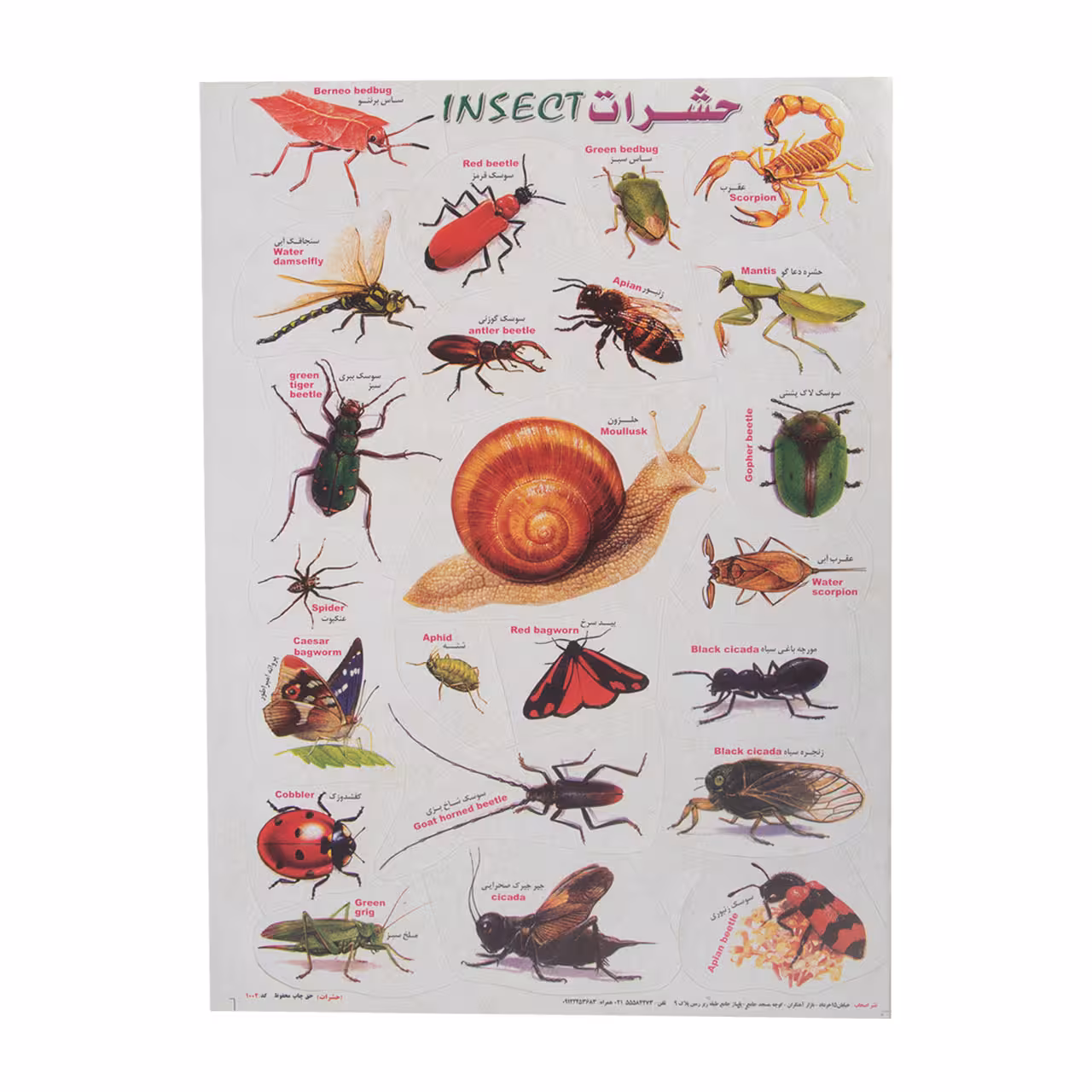 برچسب مدل حشرات کد 51