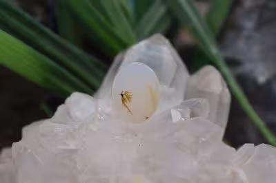 عقیق شجر برزیل