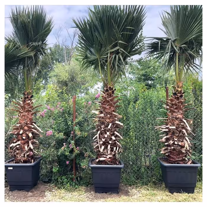 گلدان گلپونه مدل پلاستیکی مربع کد 119