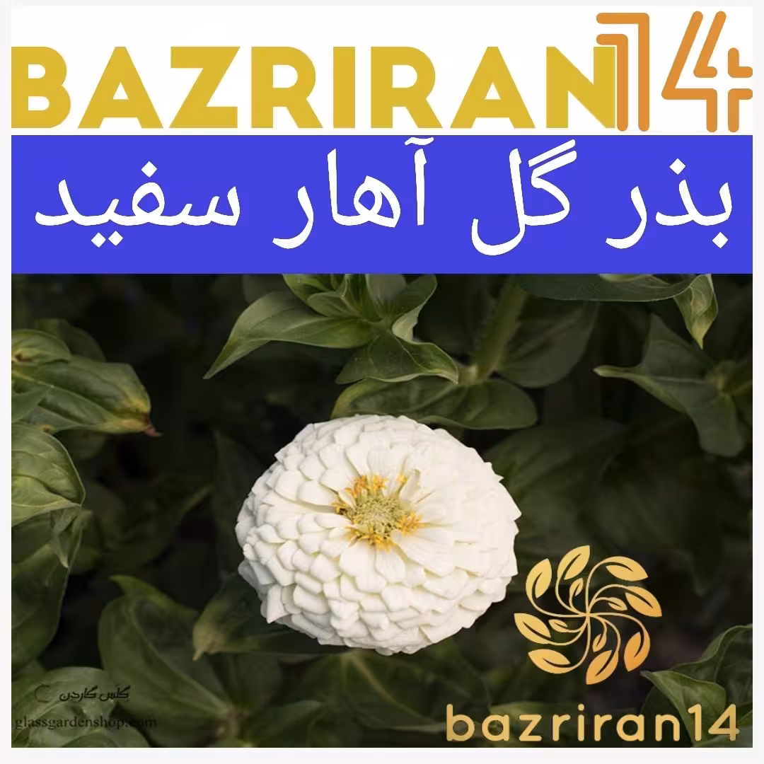 بذر گل آهار سفید