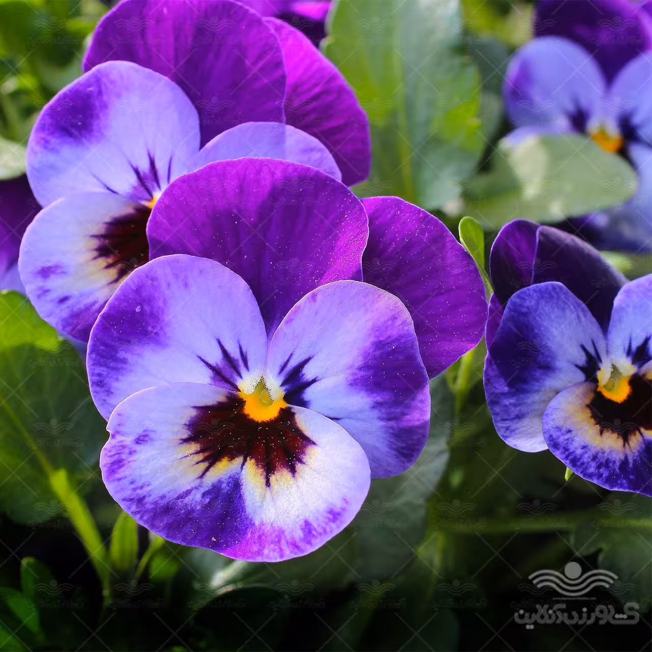 بذر گل بنفشه بنفش گلبرگ پامچال