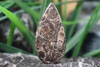 توریتلا اگات S1115