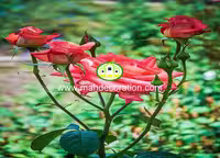 پوستردیواری طبیعت کد 13318
