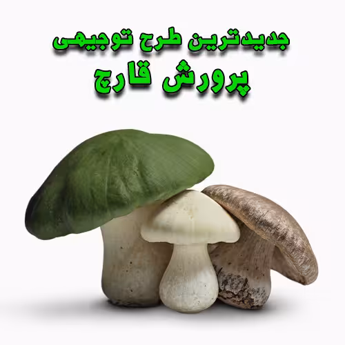 خرید و دانلود طرح توجیهی پرورش قارچ