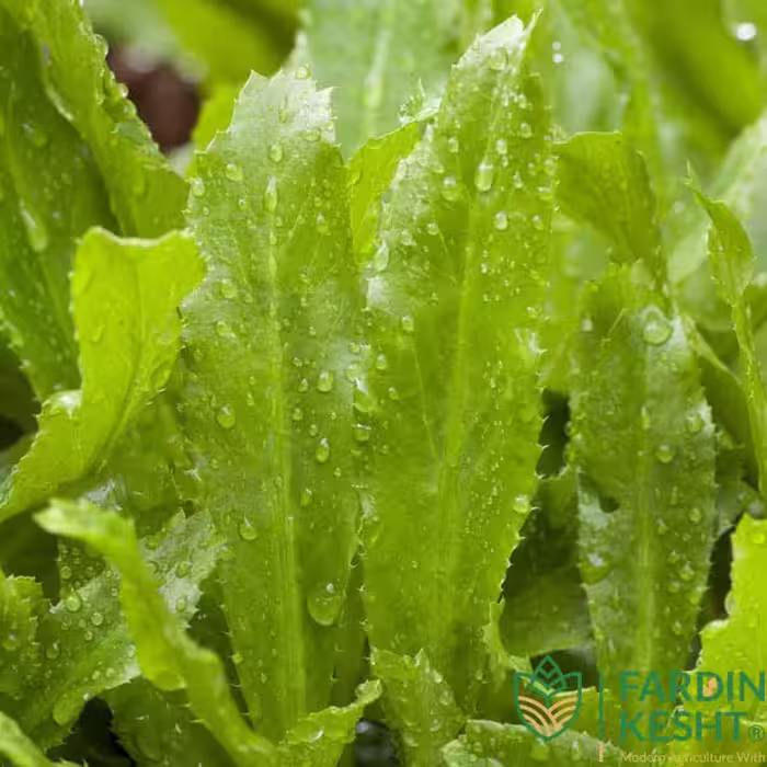بذر سبزی کالانترو بسته 20 عددی