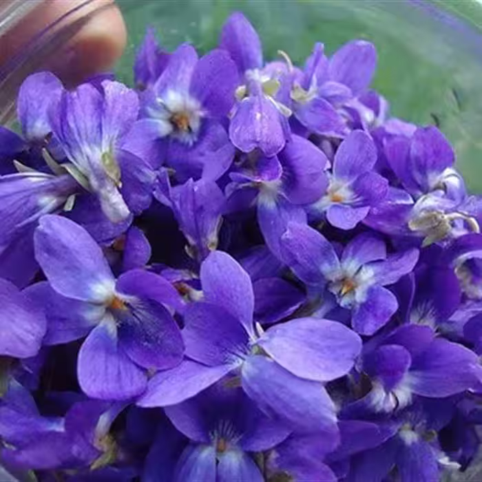 بذر گل بنفشه معطر دارویی بسته 15 عددی