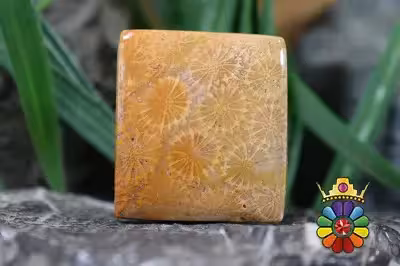 مرجان فسیلی