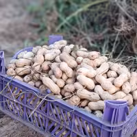 بادام زمینی پوستی غلاف دار خام وخشک شده (یک کیلویی) محلی آستانه اشرفیه 