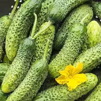 بذر خیار خاردار مناسب برای خیار شور