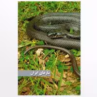 کتاب مارهای ایران