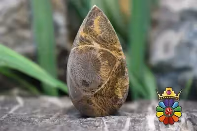 موروکو فسیل