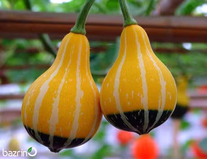 بذر کدو لامپی ( کدو گلابی دو رنگ)