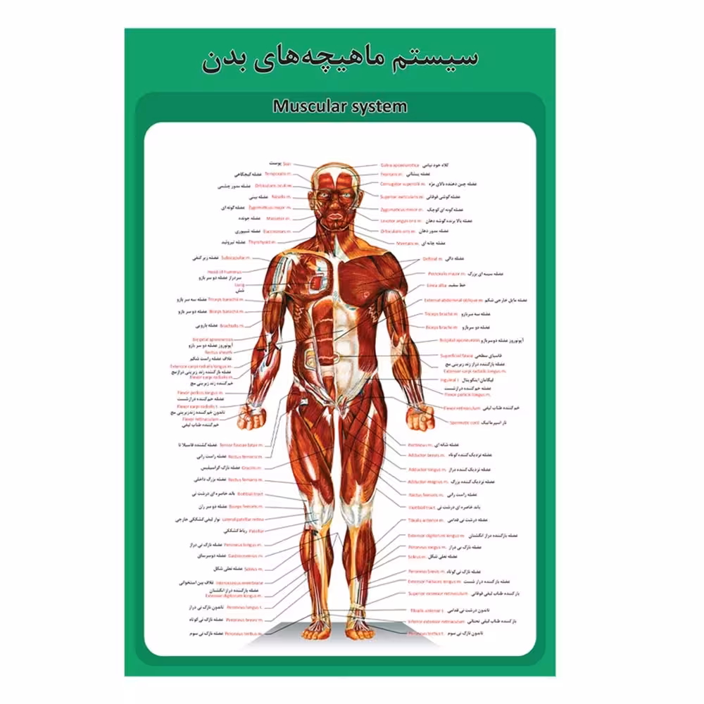 پوستر آموزشی ساختار آناتومی سیستم ماهیچه‌های بدن