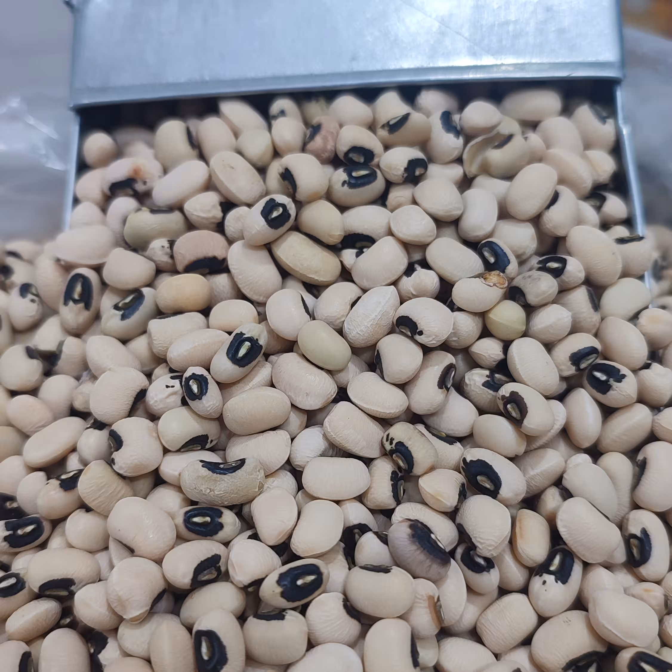 لوبیا چشم بلبلی  1 کیلویی