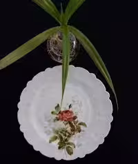 سرویس25پارچه 6نفره ارکوپال الارز ایروپال