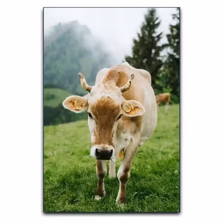 تابلو گاو برای دکور خانه و کافه