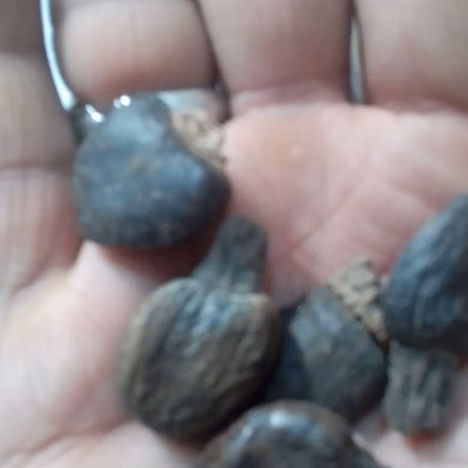 بلادورصغیر 5عددی