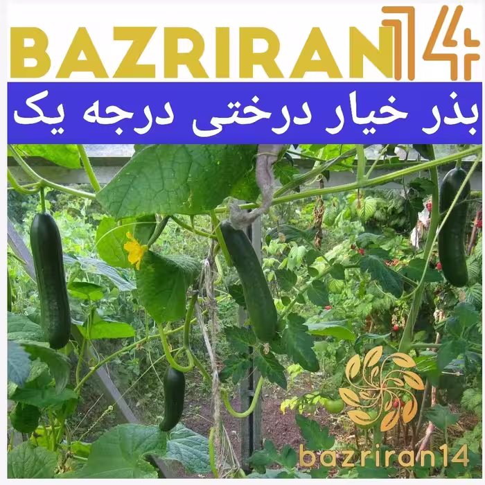 بذر خیار درختی 