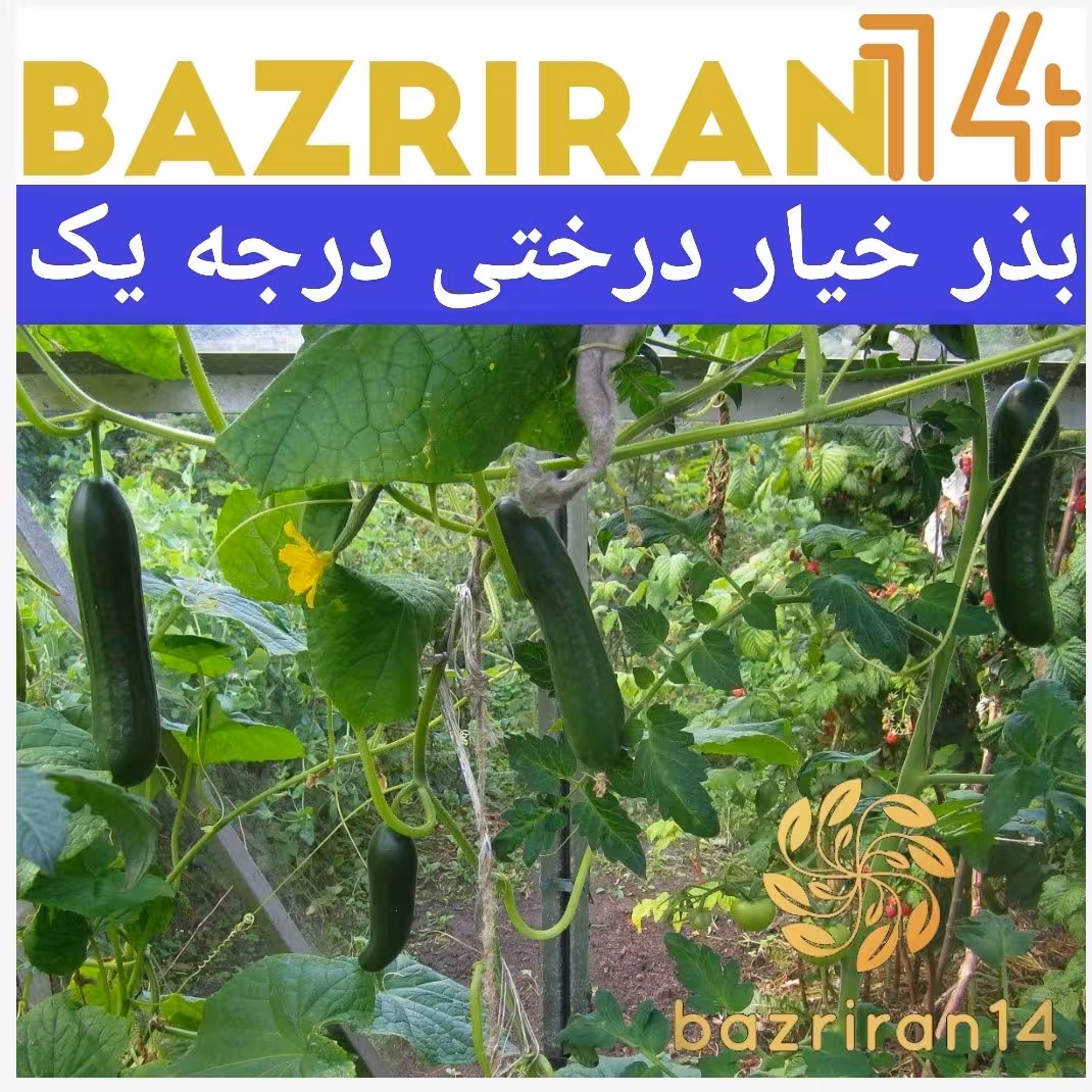 بذر خیار درختی 