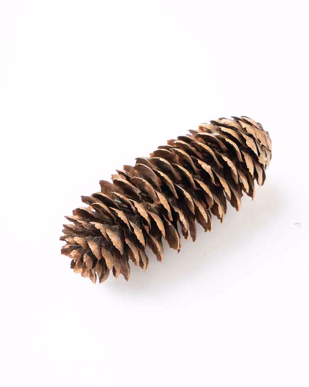 1 عدد میوه کاج