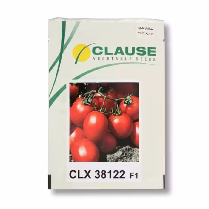 بذر گوجه فرنگی CLX 38122
