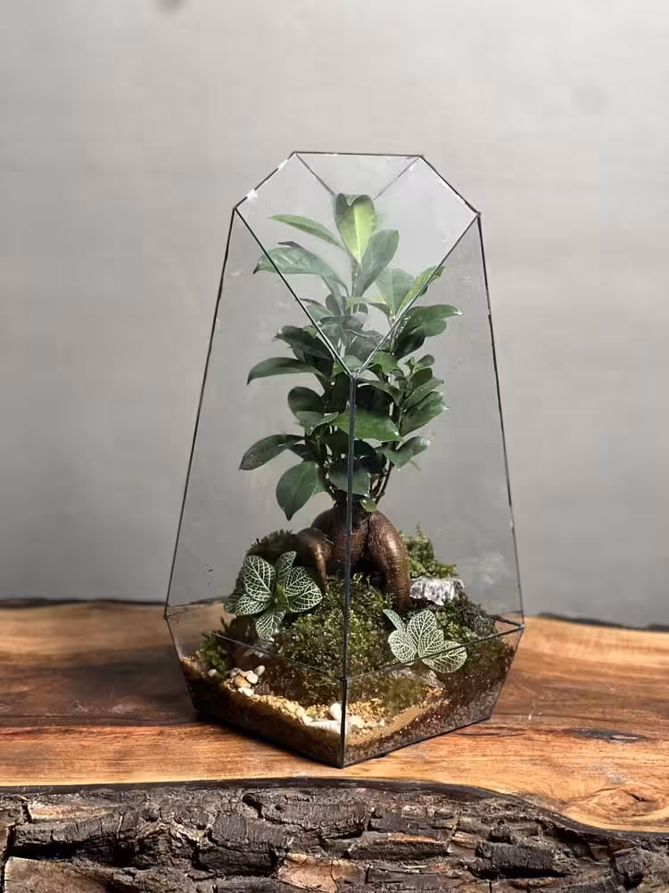 خرید تراریوم بنسای فیکوس طرح طبیعت 40 Cm ارسال فوری به تهران و سراسر ایران