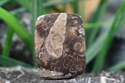 توریتلا اگات S1111