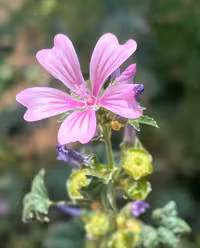 مجموعه بهار