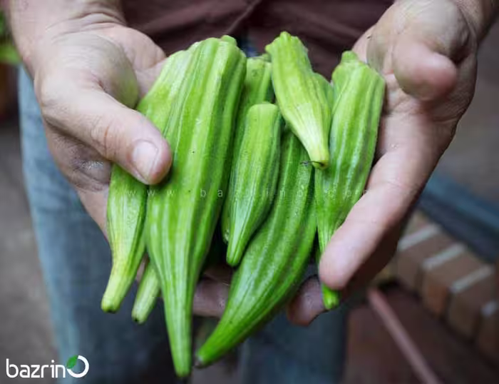 بذر بامیه سبز (100 گرمی)
