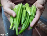 بذر بامیه سبز (100 گرمی)