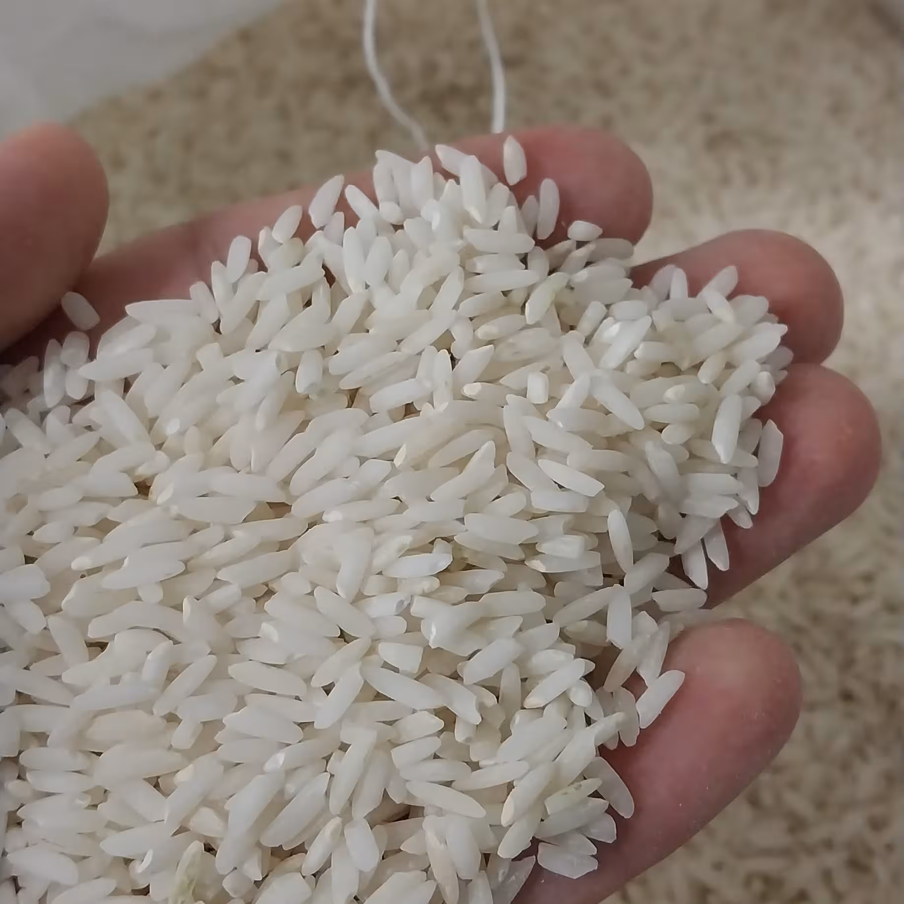 برنج هاشمی.