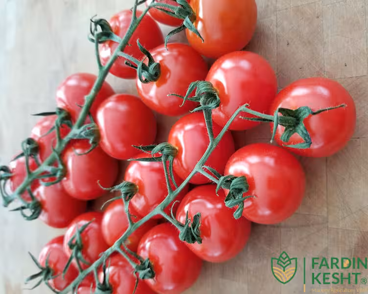 بذر گوجه فرنگی گیلاسی قرمز چادویک خوشه ای آمریکایی بسته 20 عددی