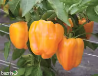بذر فلفل دلمه ای نارنجی