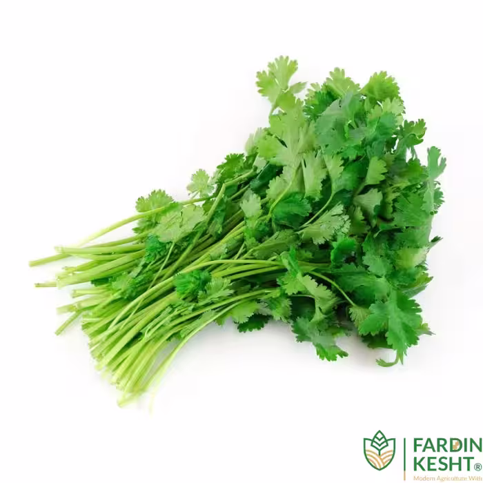 بذر سبزی گشنیز اصیل ایرانی بسته 10 گرمی
