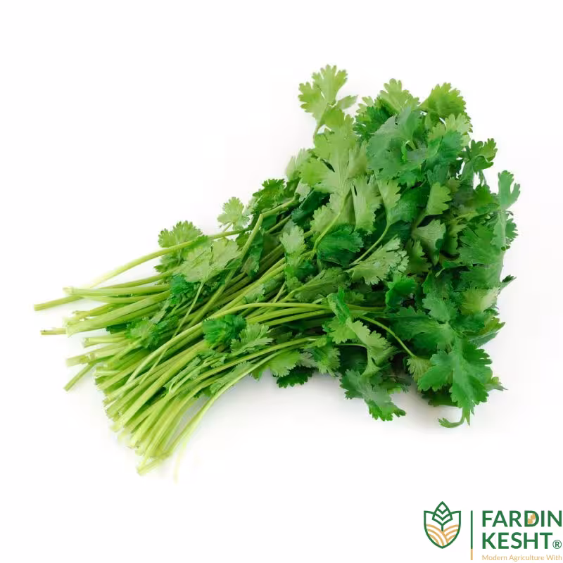 بذر سبزی گشنیز اصیل ایرانی بسته 10 گرمی