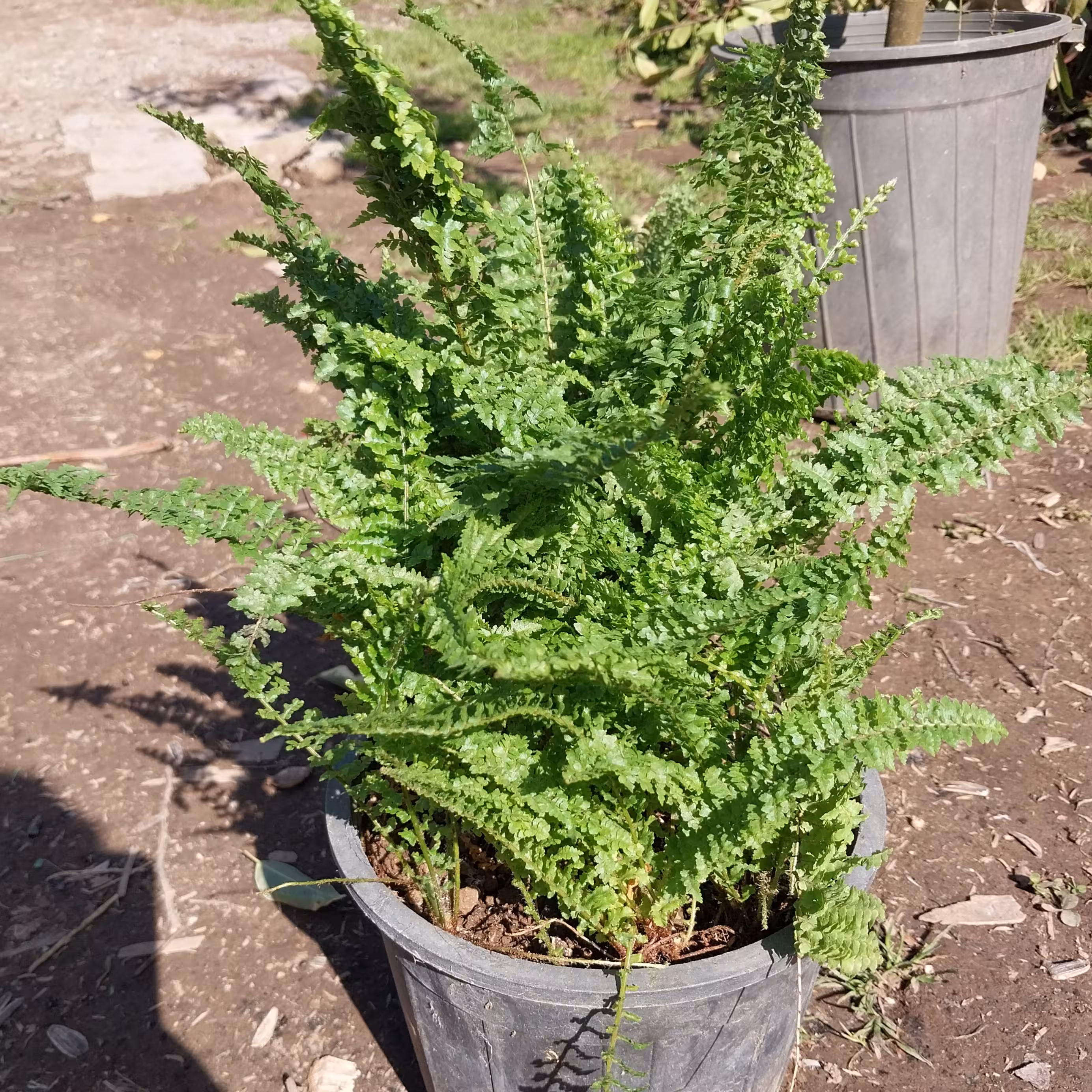 سرخس گلدان 4  با کیفیت 