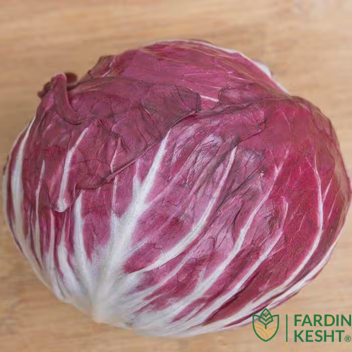 بذر کاسنی فرنگی ورونا قرمز بسته 50 عددی