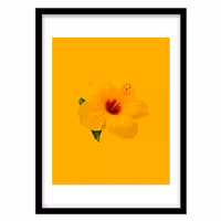 قیمت و خرید تابلو دکوراتیو مدل عکاسی گل زرد کد 1036