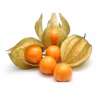 فیسالیس نارنجی(عروسک پشت پرده)