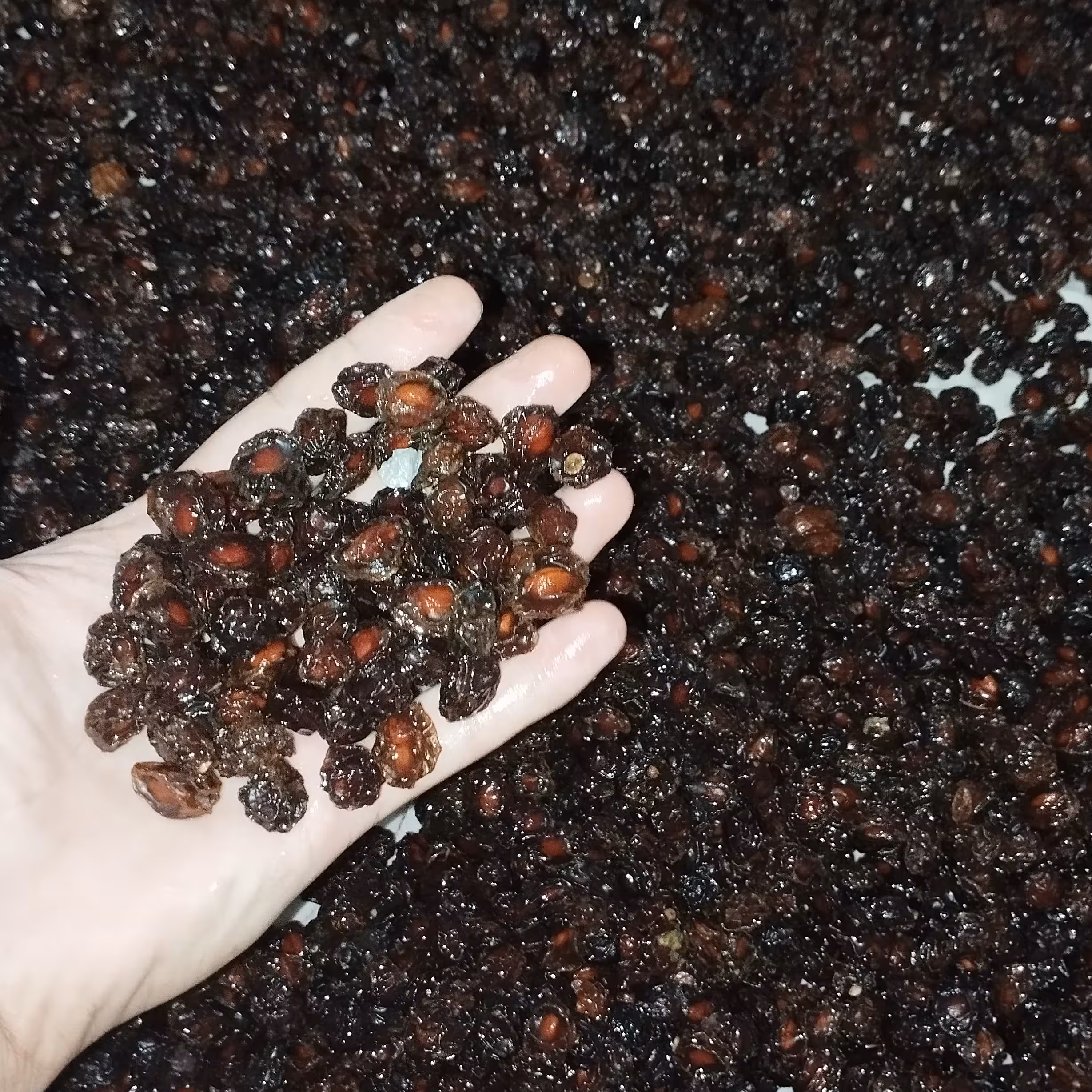 آلو ترش جنگلی 1کیلویی (وزن خالص 900 گرم)